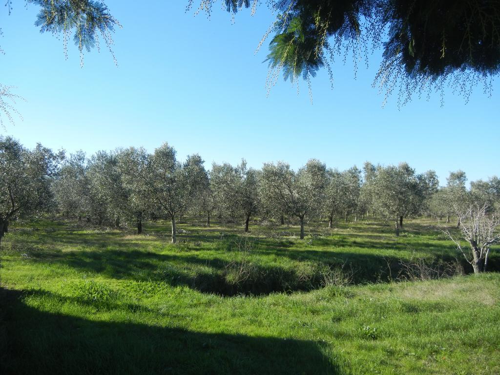 Azienda Agrituristica Le Betulle Riotorto Kültér fotó