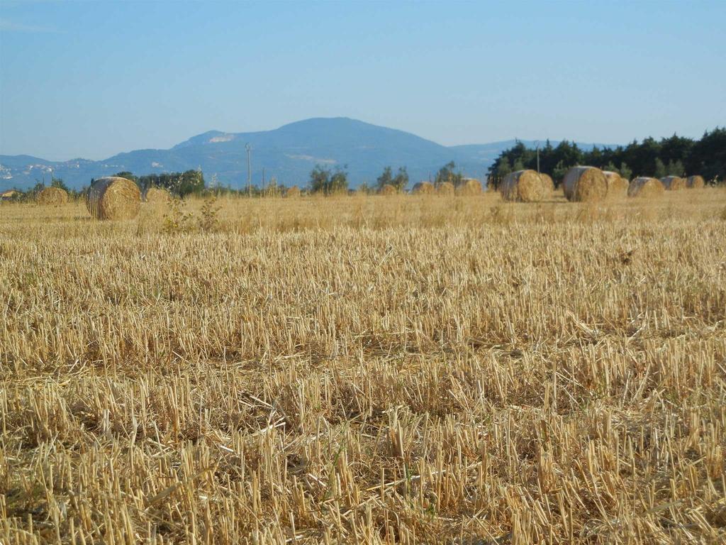 Azienda Agrituristica Le Betulle Riotorto Kültér fotó